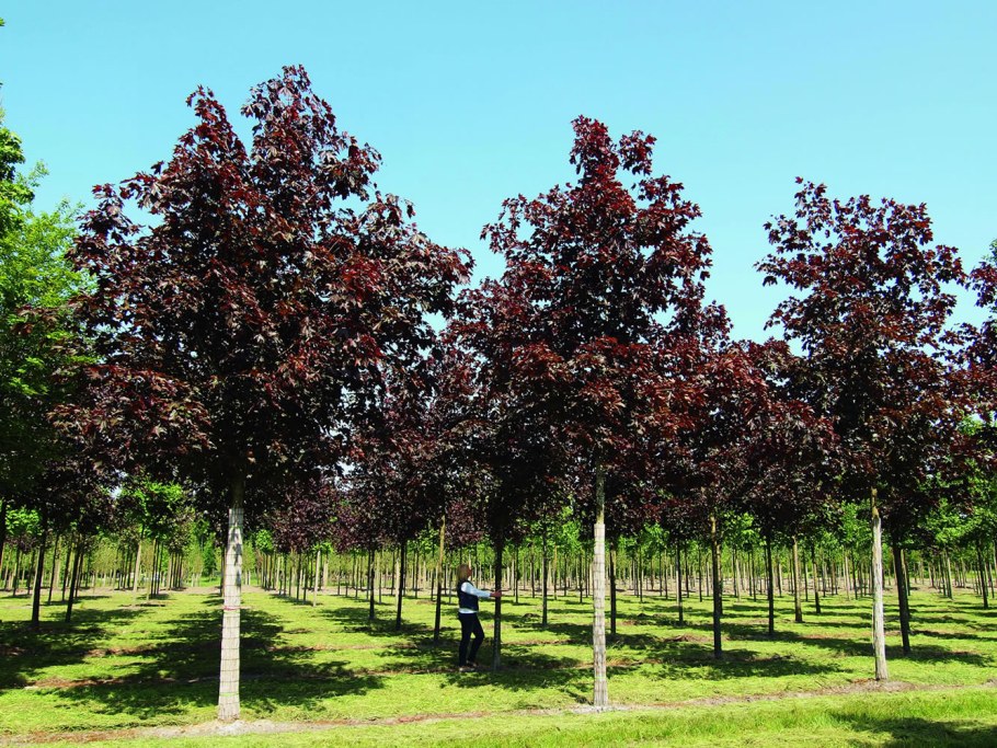 Клен остролистный Acer platanoides Royal Red