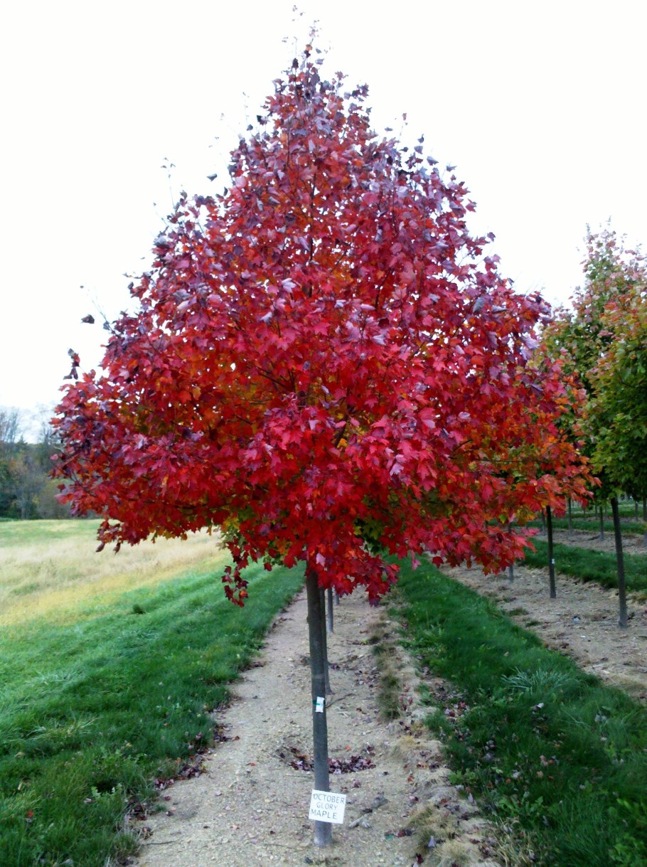 Клен канадский остролистный