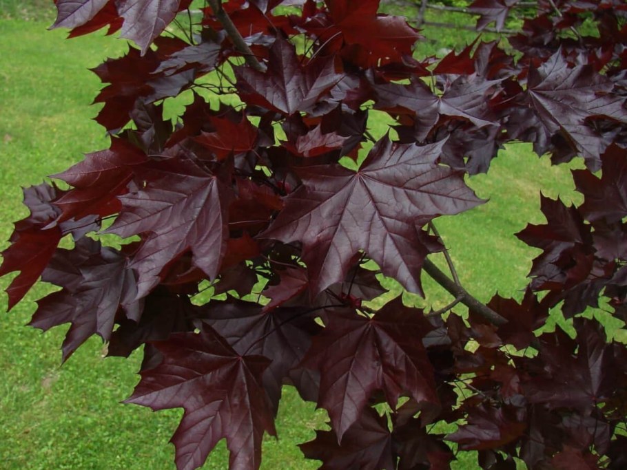 Клен остролистный Роял ред