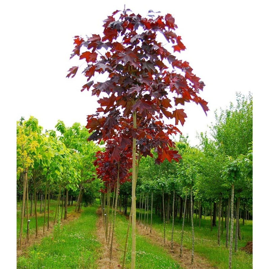 Клен остролистный Кримсон сентри
