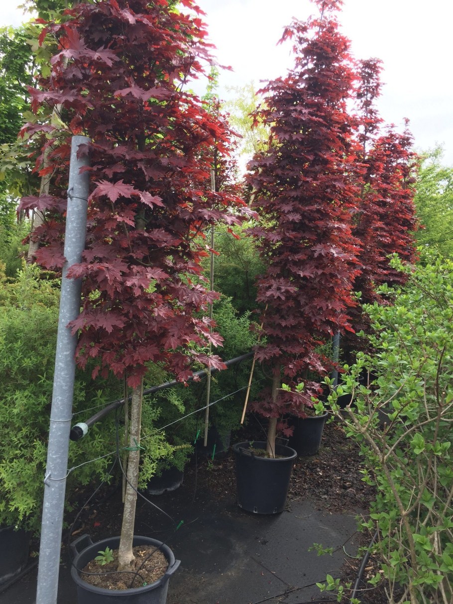 Клен остролистный Кримсон сентри