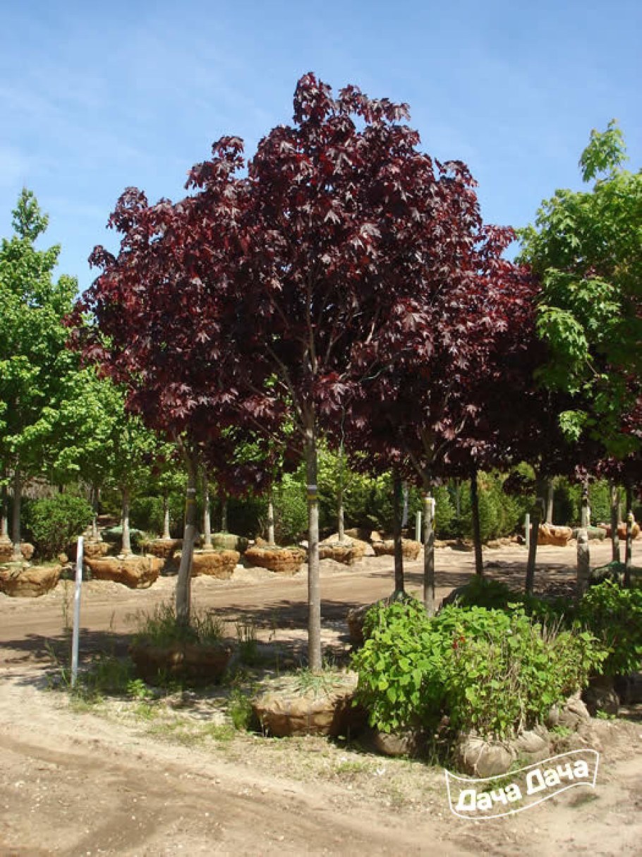 Клен остролистный Purple Globe