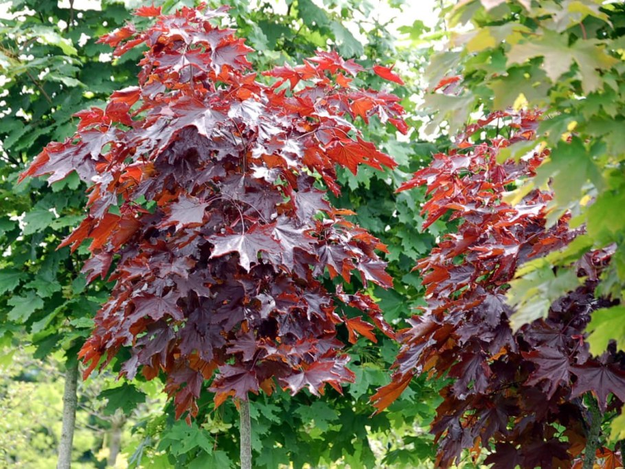 Клен остролистный Кримсон сентри