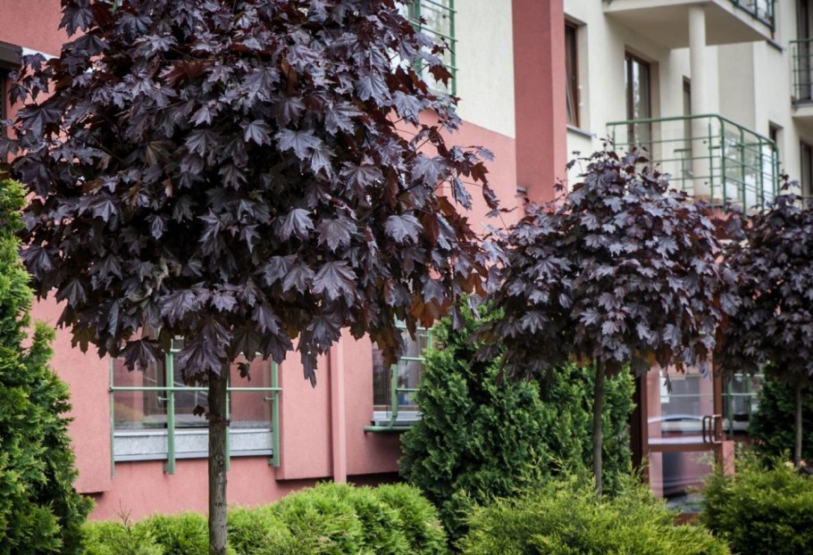 Клен остролистный "Роял ред" Acer platanoides 'Royal Red'