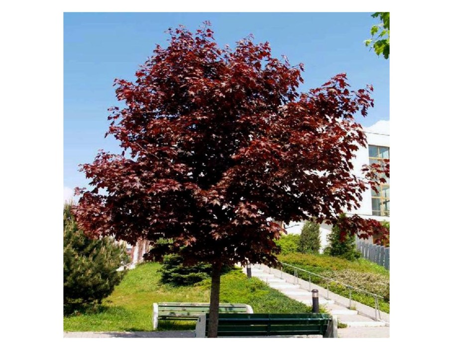 Клен остролистный Кримсон Кинг