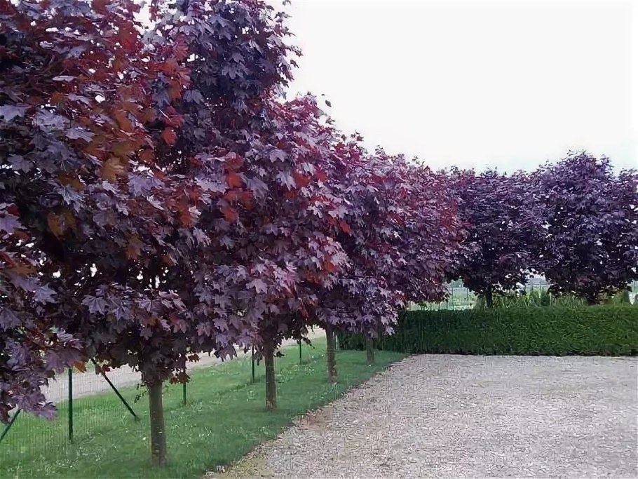 Клен остролистный Кримсон сентри