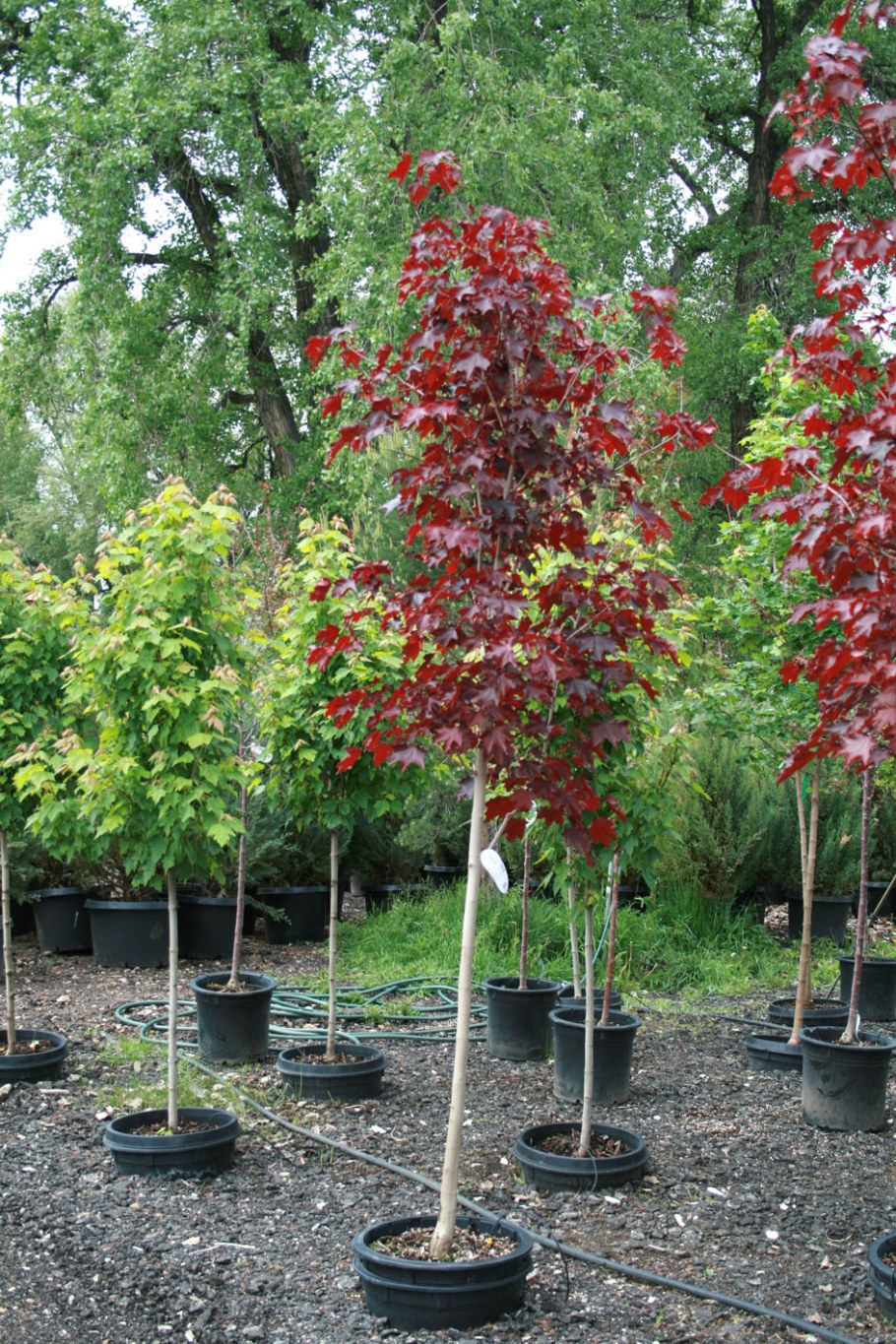 Клен остролистный Кримсон Кинг