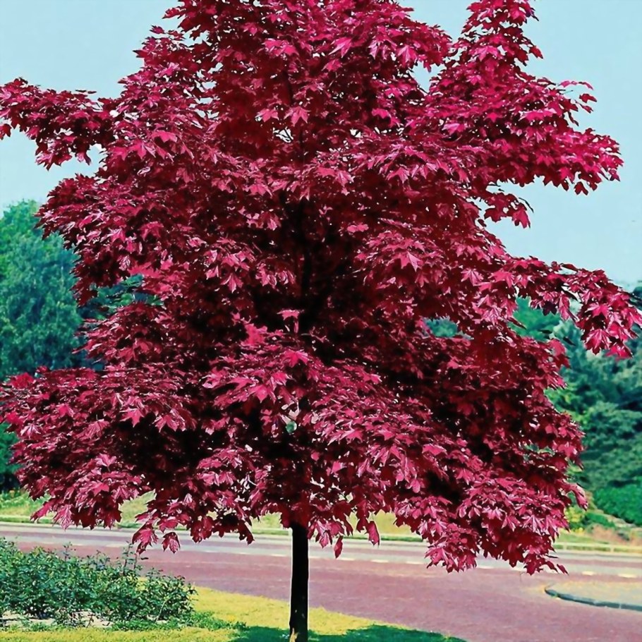 Клен остролистный Crimson King
