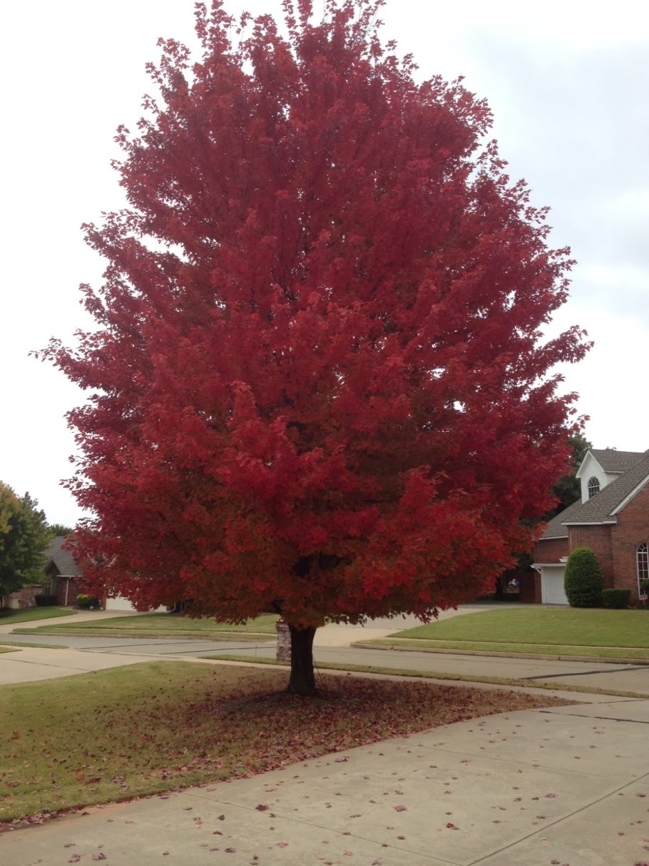 Acer platanoides 'Royal Red'