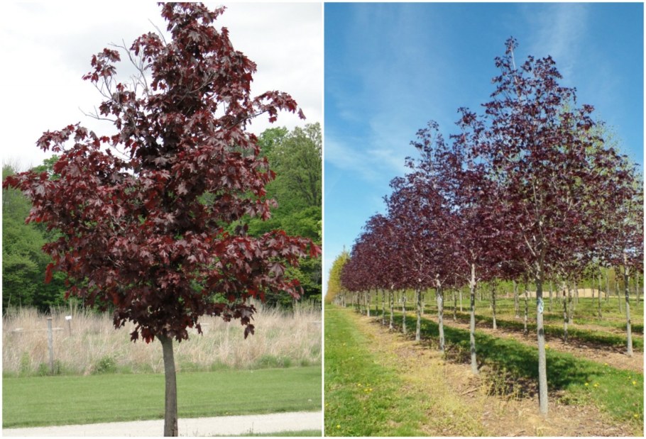 Клен остролистный Роял ред