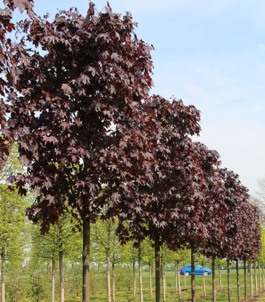 Acer platanoides 'Royal Red'