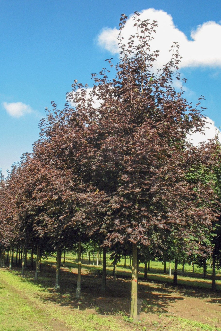 Acer platanoides 'Royal Red'