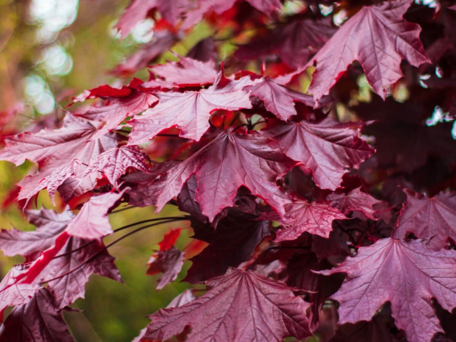 Acer platanoides 'Royal Red'