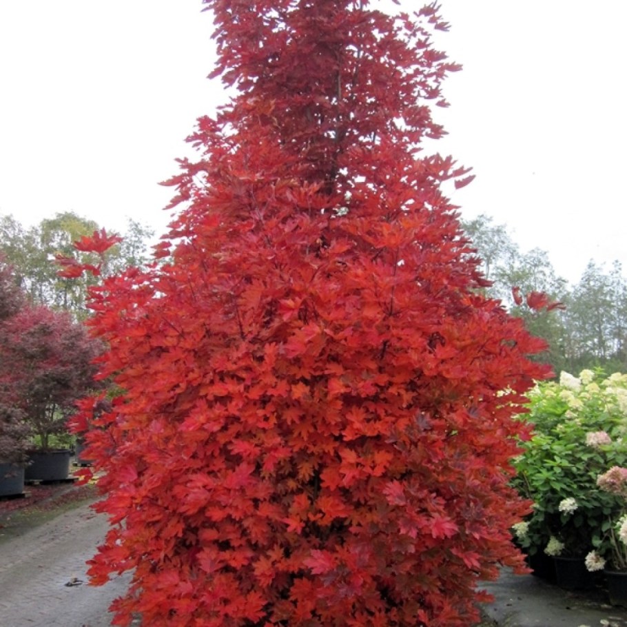 Клен остролистный крисмон центри