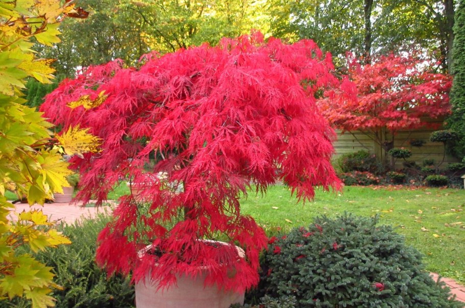 Клен веерный Гарнет