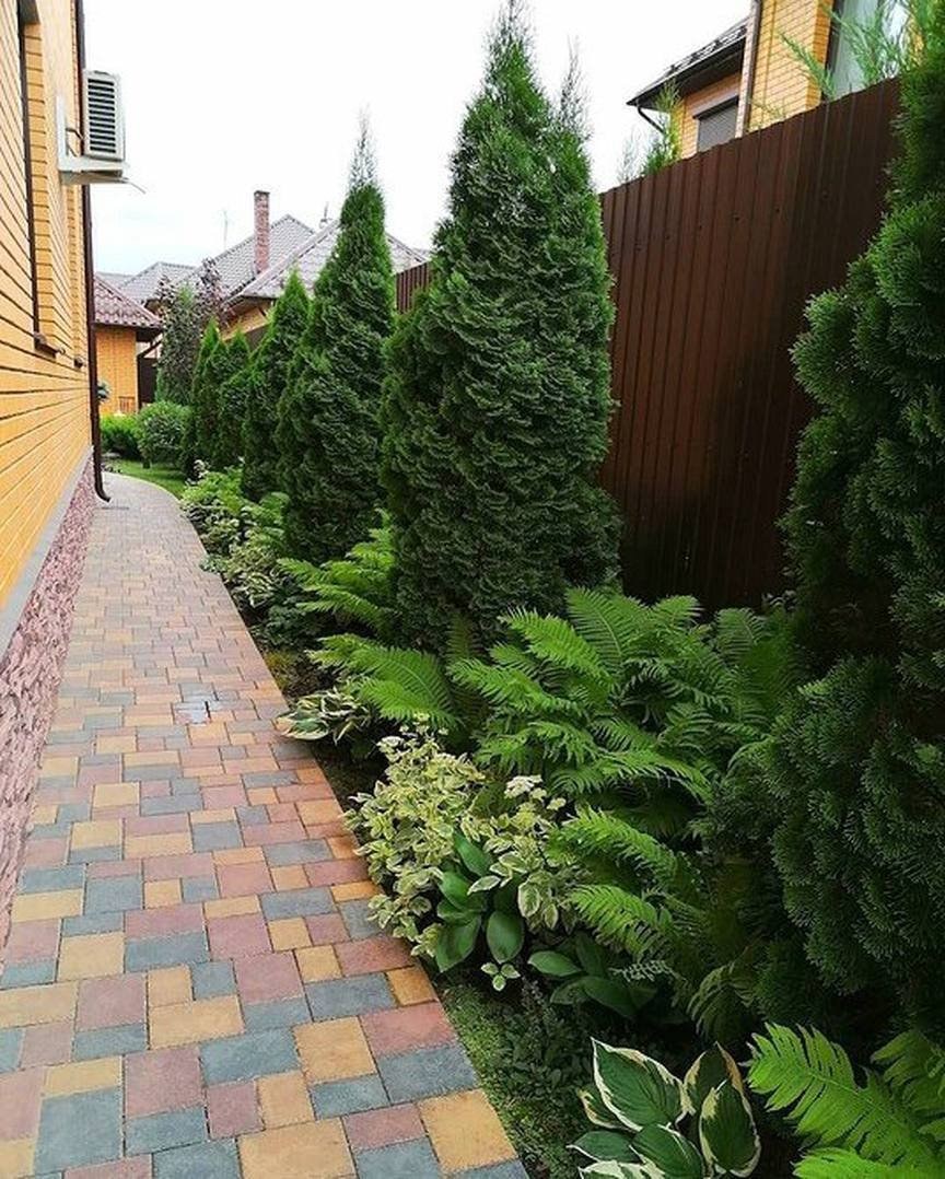 Туя можжевельник Хоста