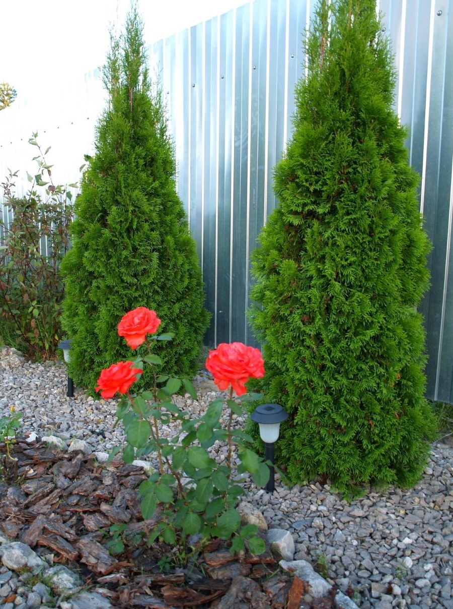 Туя Смарагд