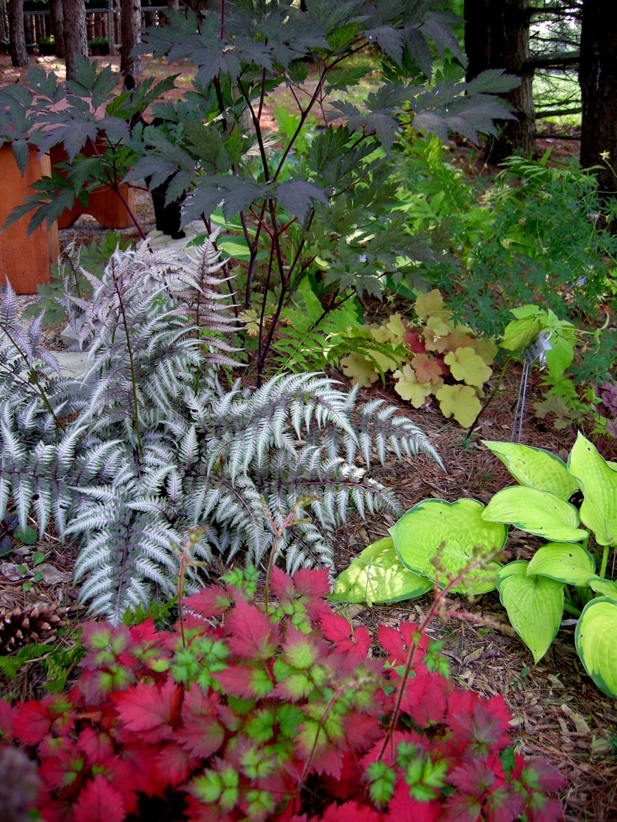 Астильба Хоста папоротник в клумбе