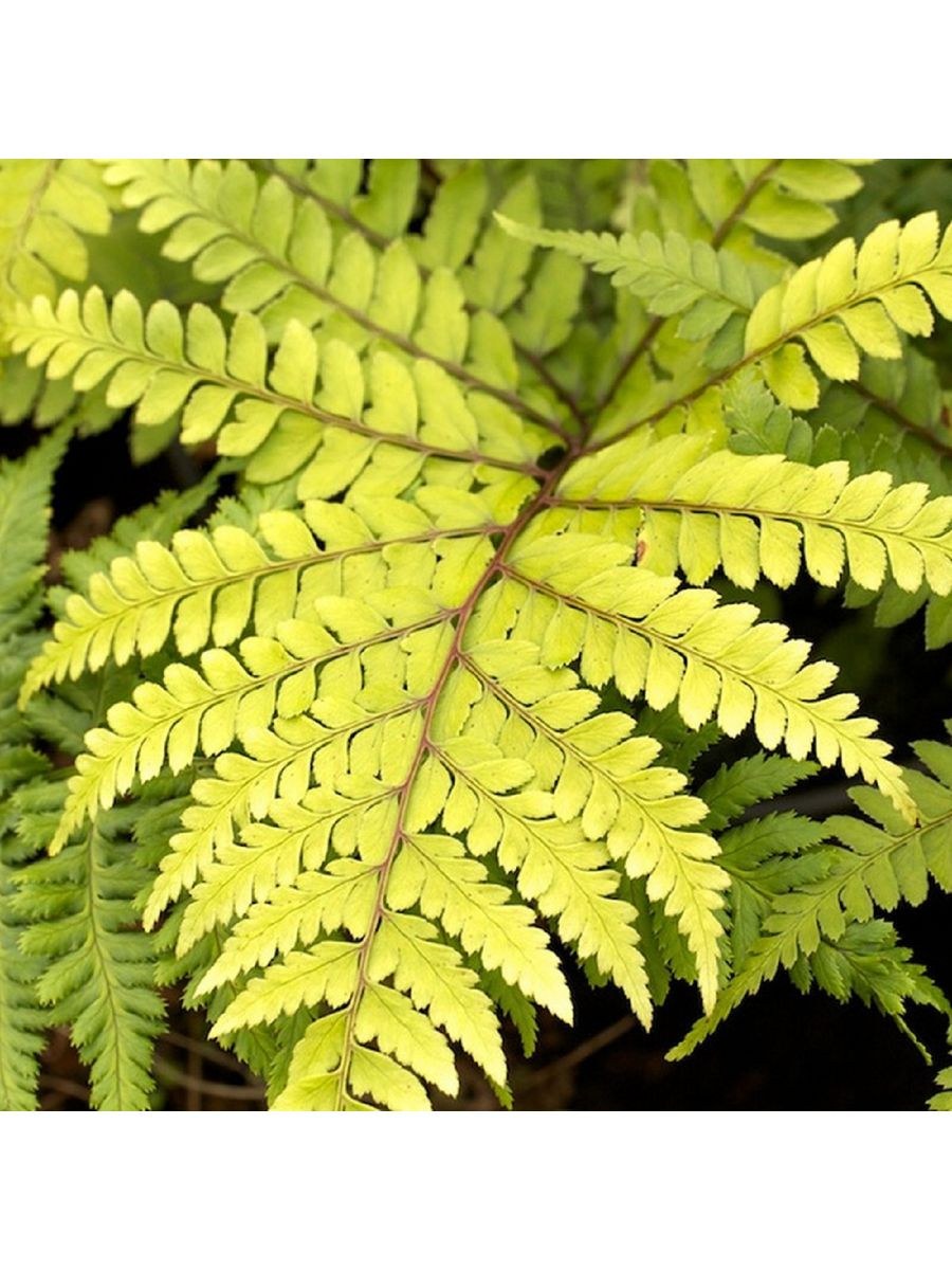 Кочедыжник женский