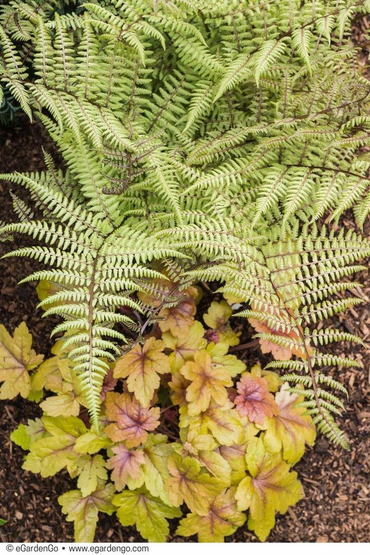 Кочедыжник Ghost