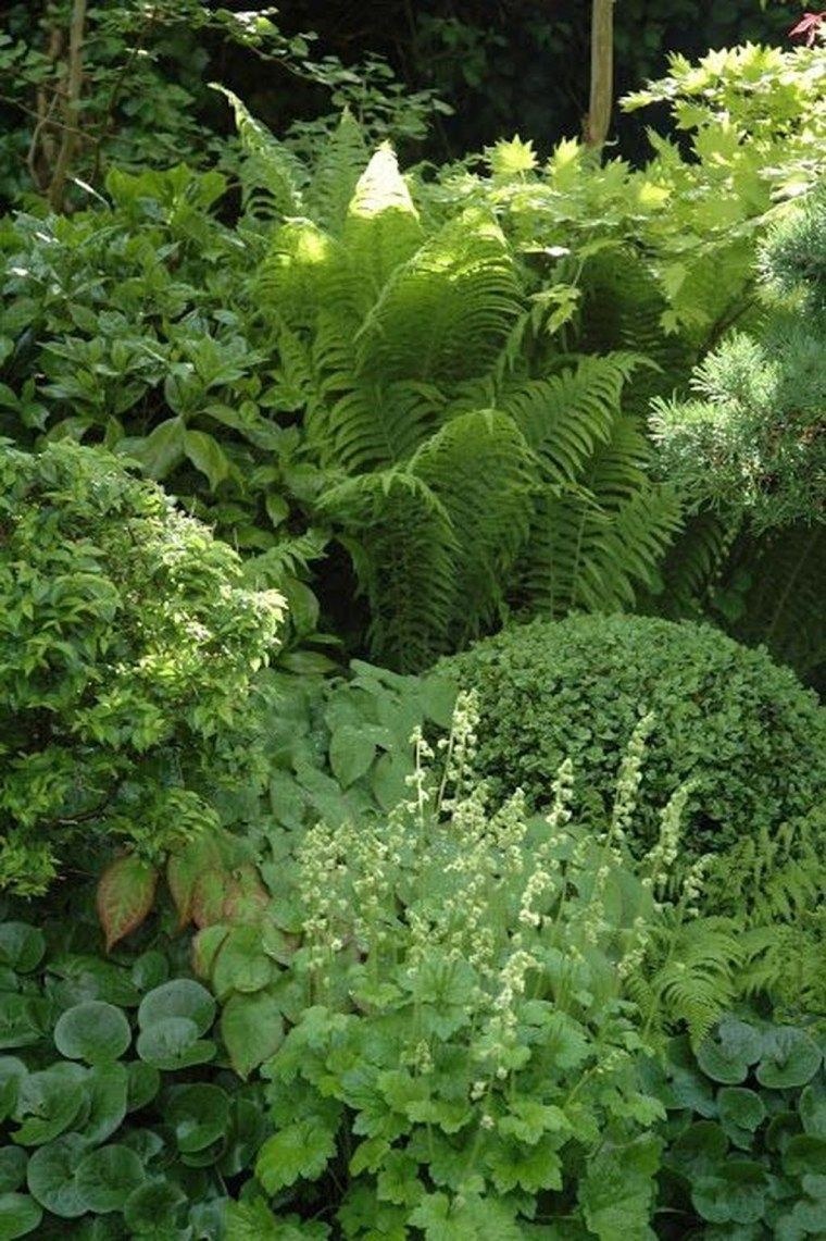 Кочедыжник и Хоста