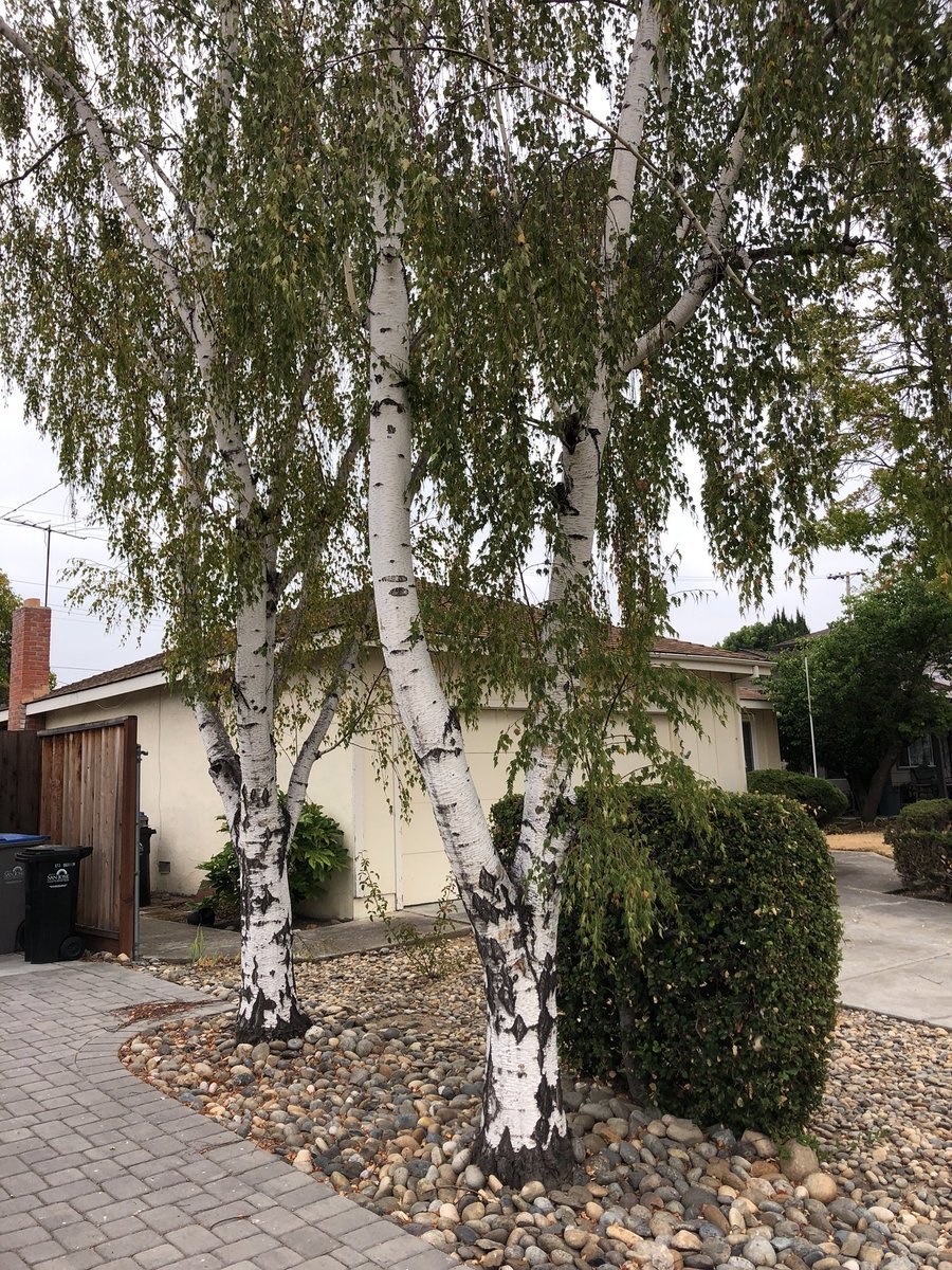 Берёза повислая