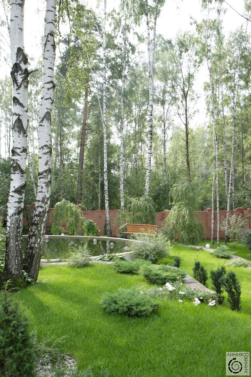 Ландшафт в березовой роще