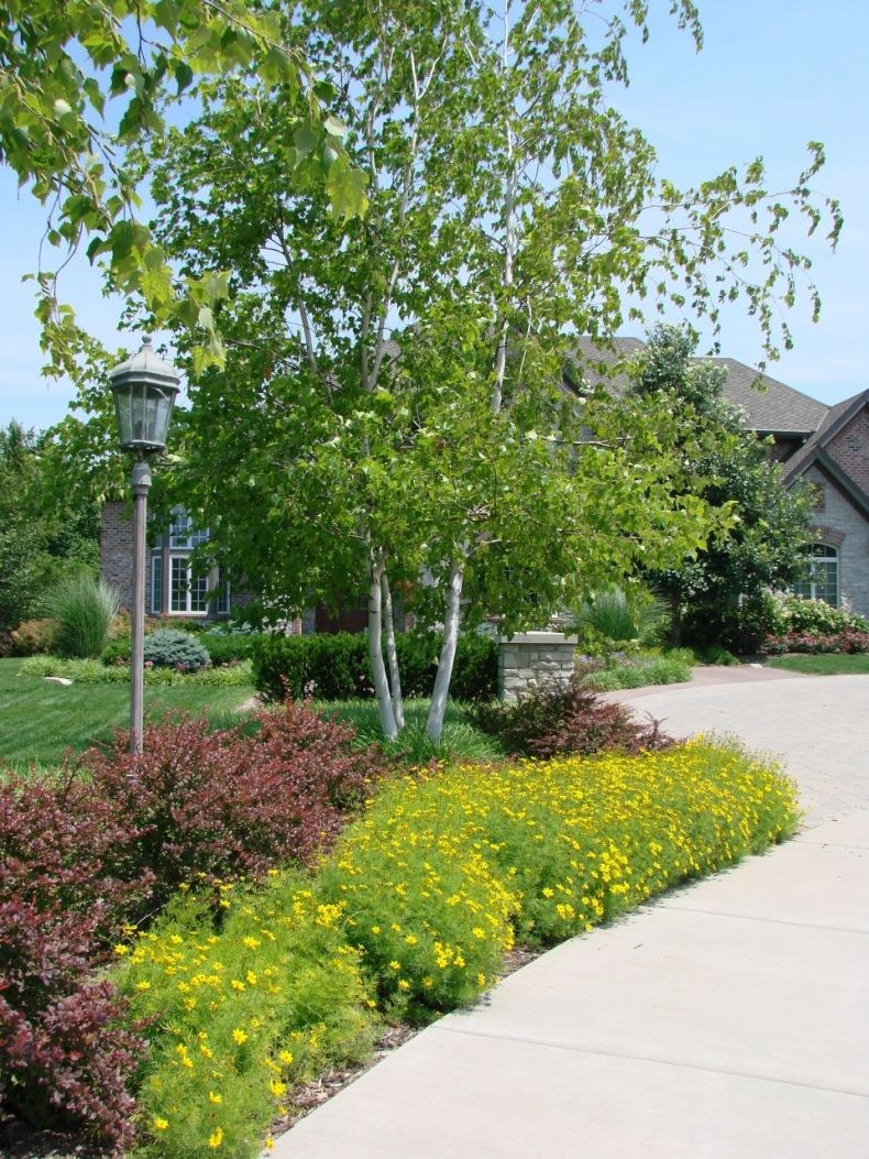 Береза повислая Букетная посадка