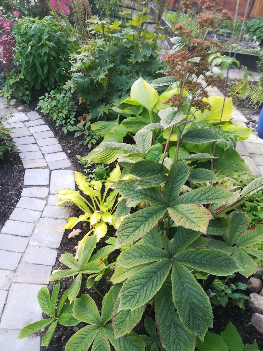 Роджерсия черри Бланш