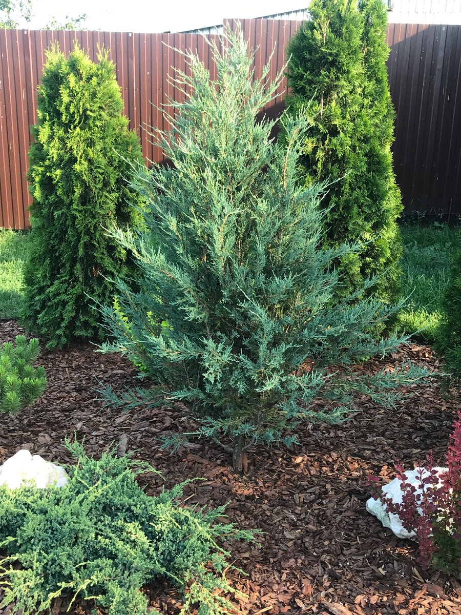 Можжевельник скайрокет в ландшафтном дизайне (89 фото)