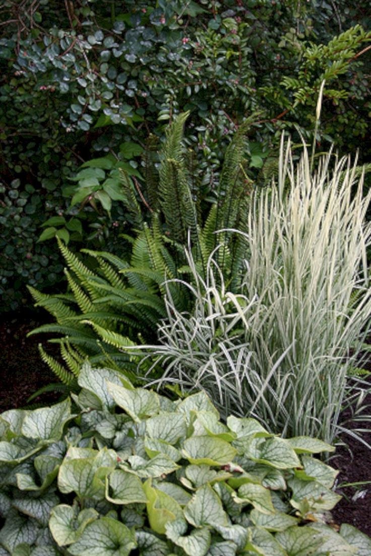 Фалярис тростниковый Триколор