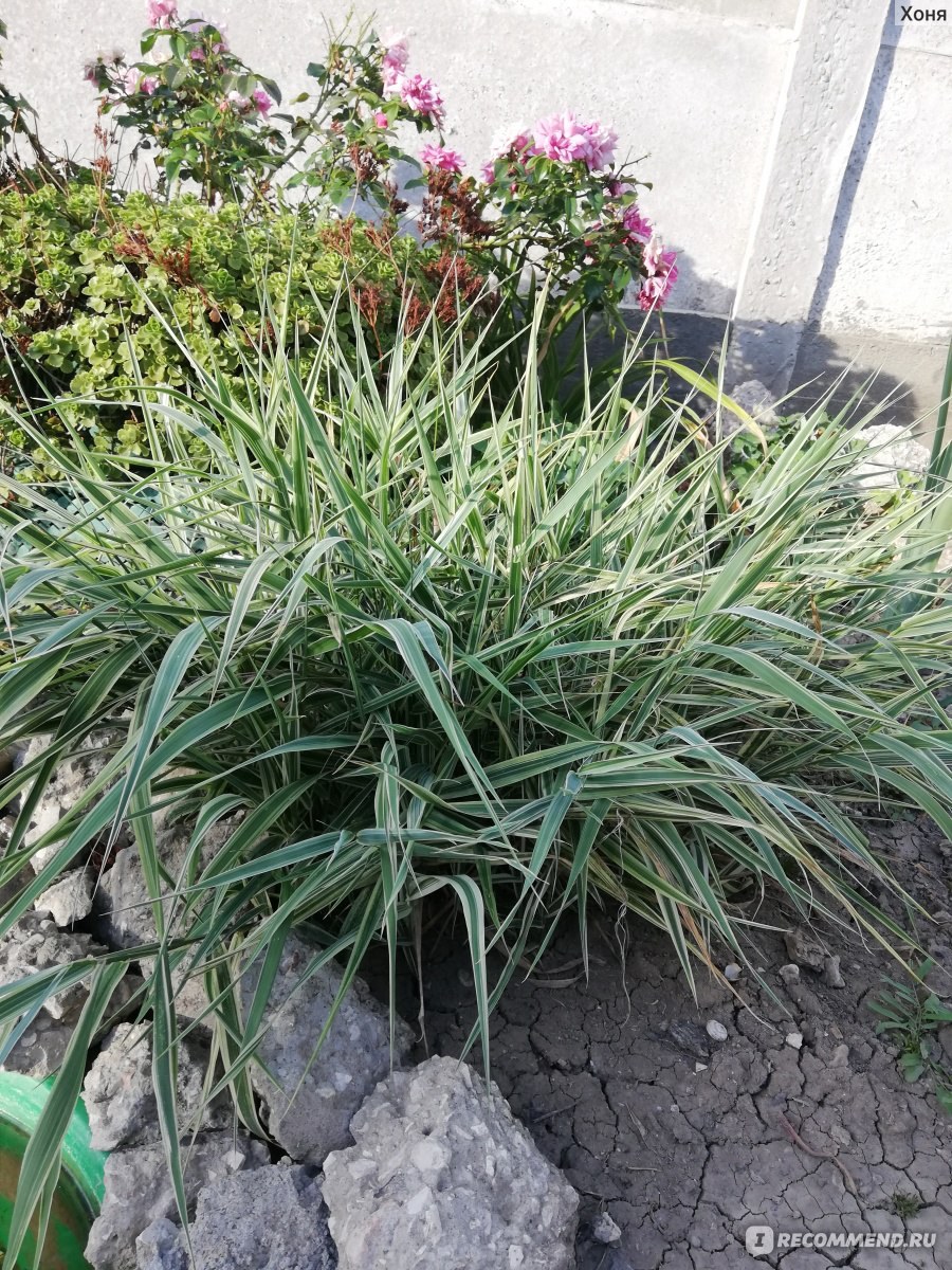 Осока фалярис