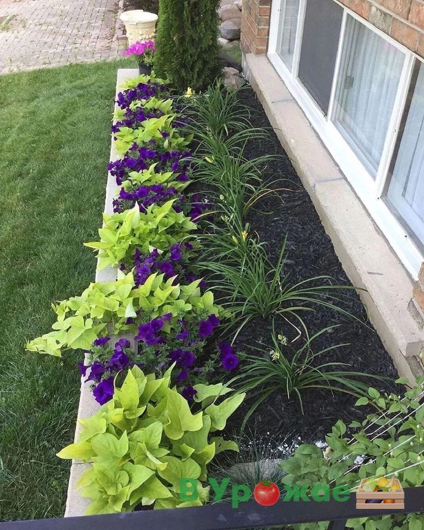 Колеус в рабатке