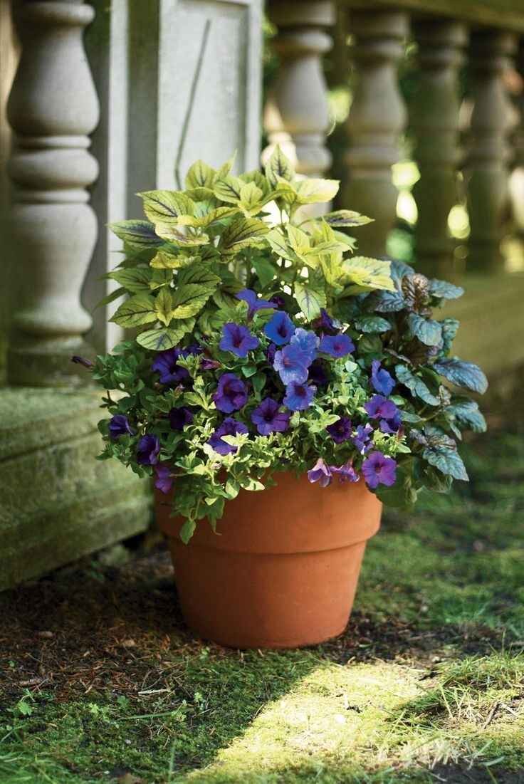 Колеус контейнерные