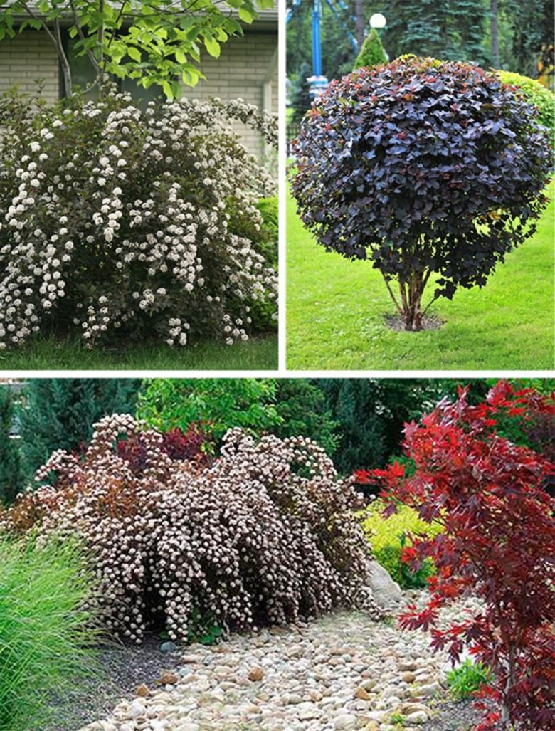 Пузыреплодник калинолистный диабло