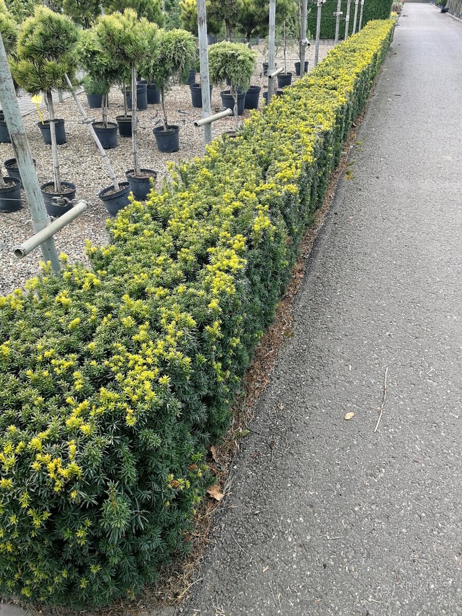 Тис средний Hillii