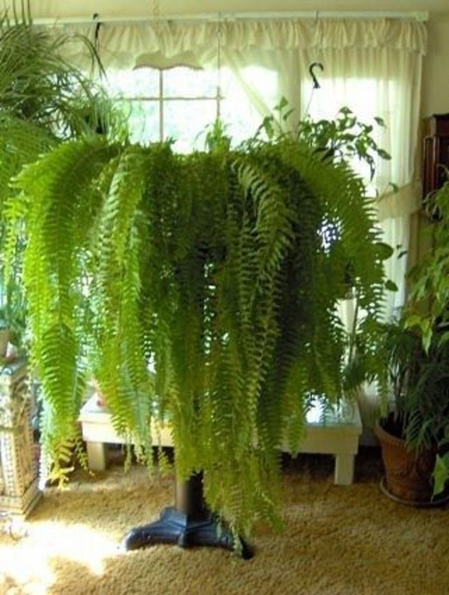 Нефролепис Линда