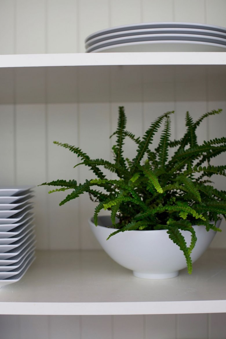 Нефролепис кордифолия Даффи