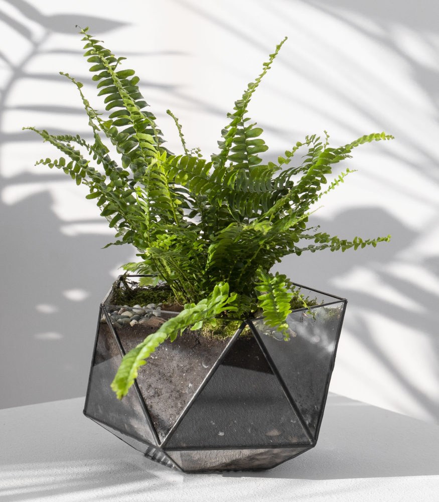 Папоротник нефролепис