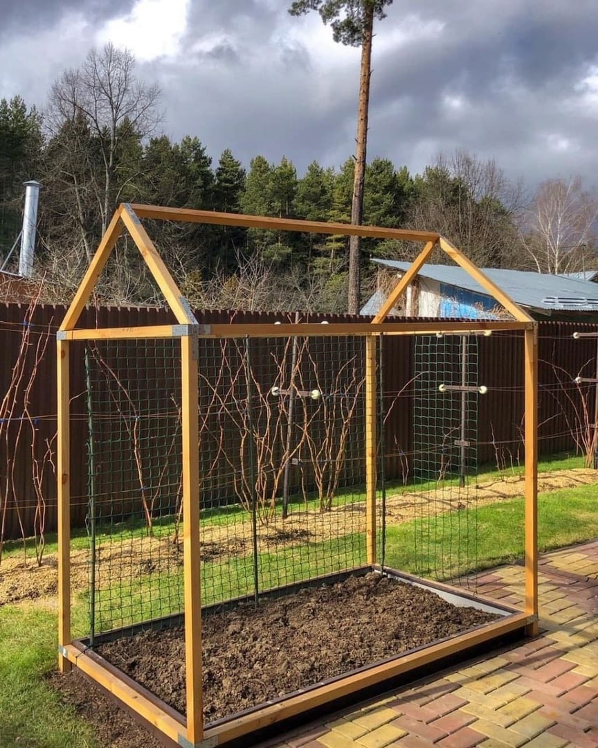 Огуречник парник