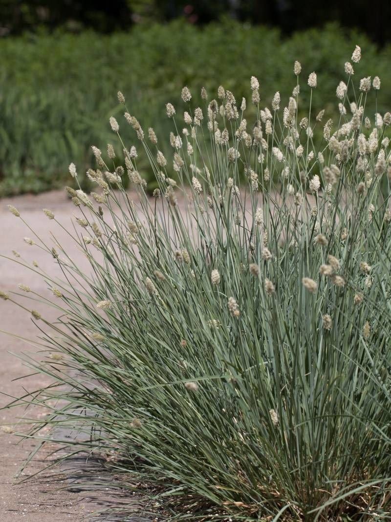 Осока сеслерия