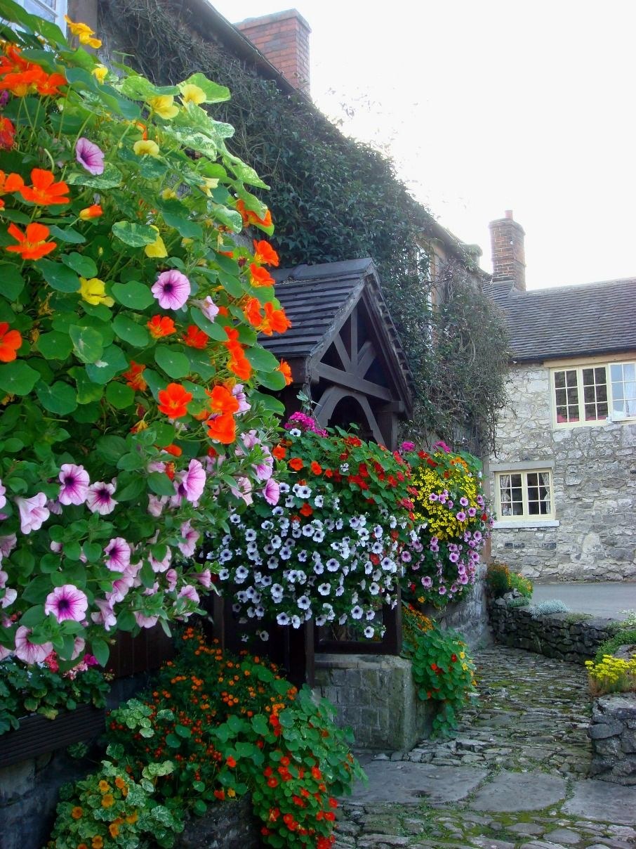 Настурция на клумбе