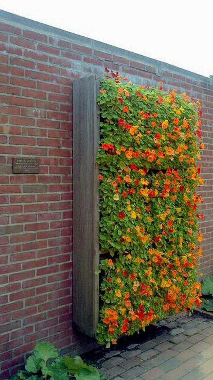 Настурция плетистая