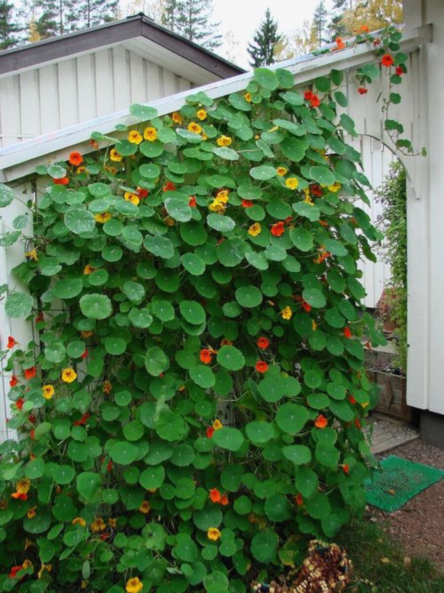 Вьюн тунбергия