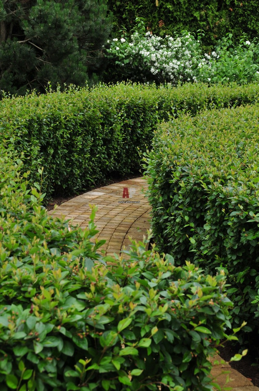 Кизильник блестящий Живая изгородь