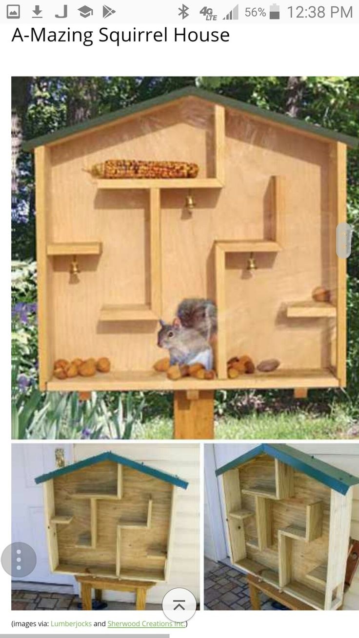 Домик бельчатник