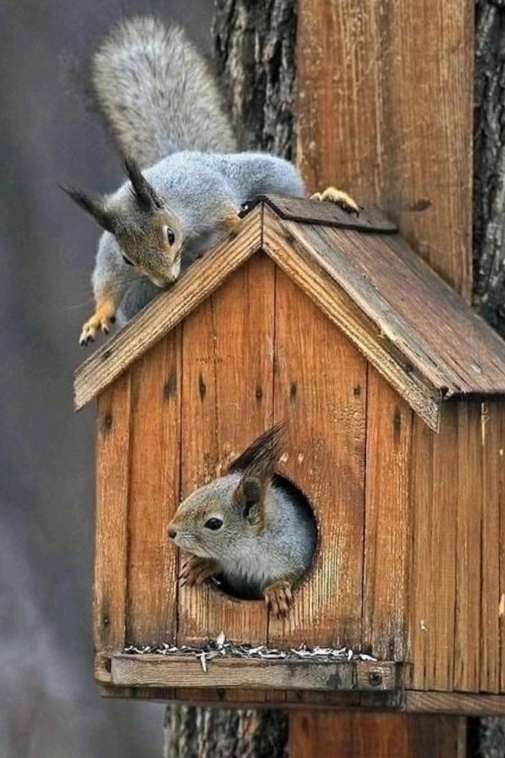 Домик бельчатник для белок