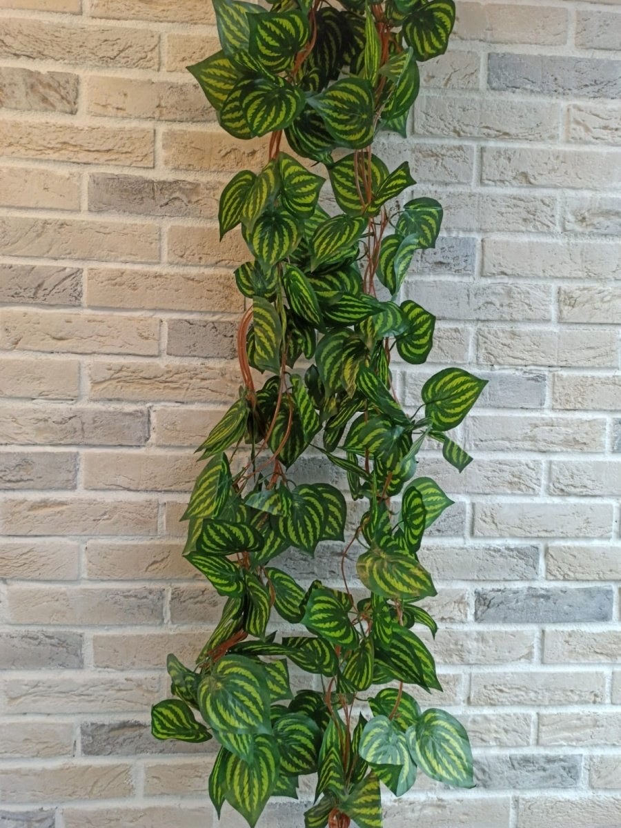 Декоративная Лиана турбергия