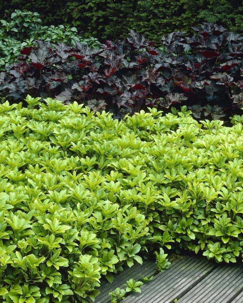 Пахизандра Грин карпет