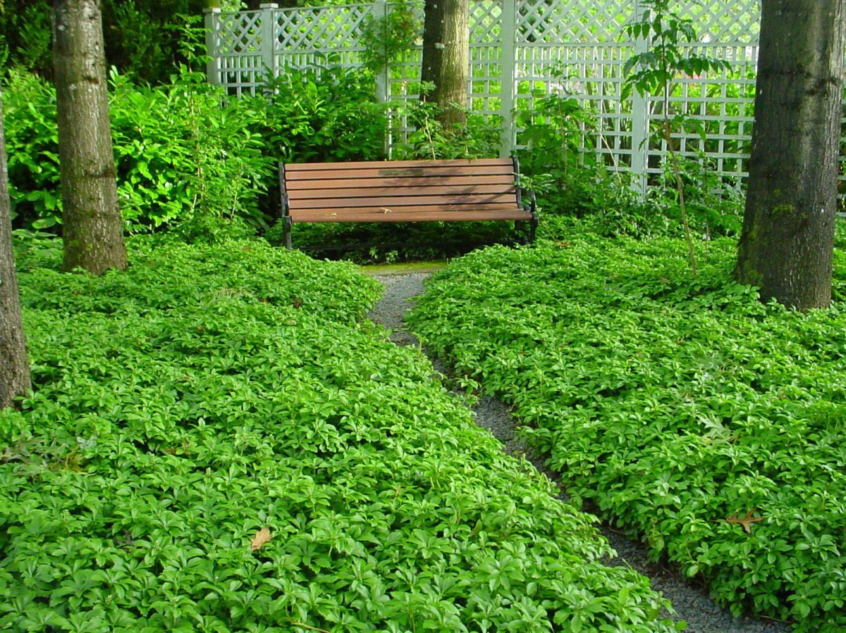 Пахизандра верхушечная Green Carpet. Пахизандра Грин карпет. Пахизандра верхушечная Грин карпет. Пахизандра верхушечная Грин шин.